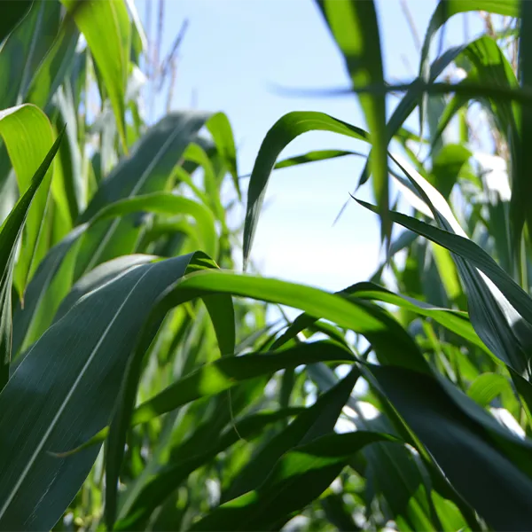 Desarrollo Integral en la Agroindustria